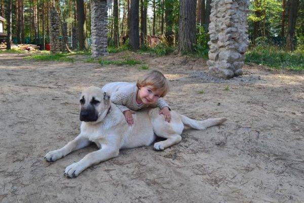 Gampra (armėnų arklių šuo) su vaiku