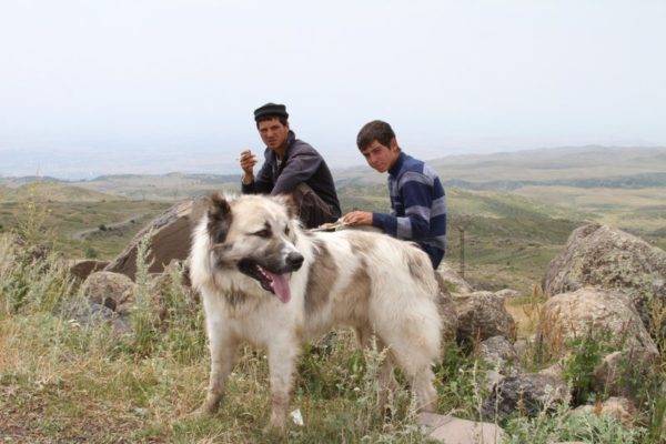 Gampra (armėnų vilkas) kalnuose