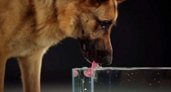 Kiek vandens turėtų šuo gerti?