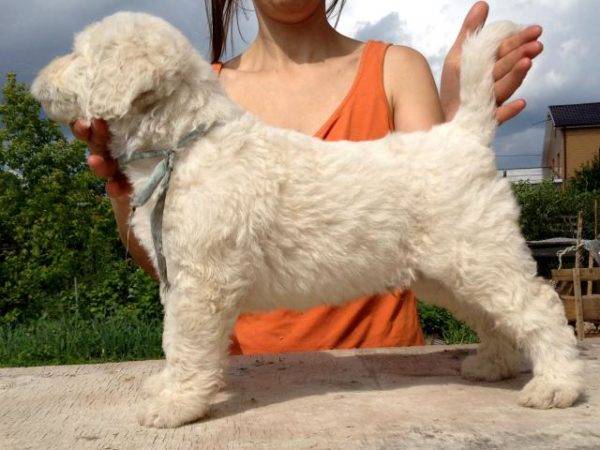 Komondoro šuniukas