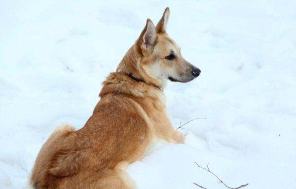 Vilko šuo sarlosas sniege