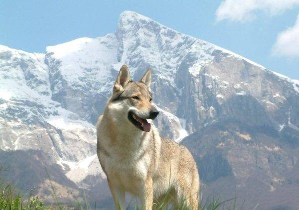 Vilkas šuo Sarlos kalnuose