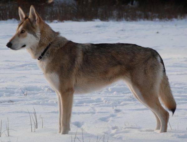 Sarlos vilko šuo žiemą