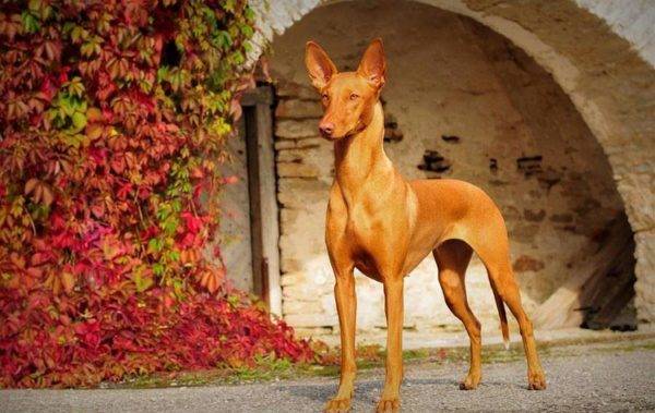 Faraonas šuns ant gražaus fono
