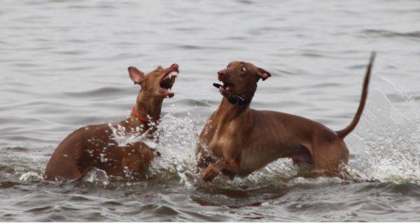 Faraono šunys vandenyje