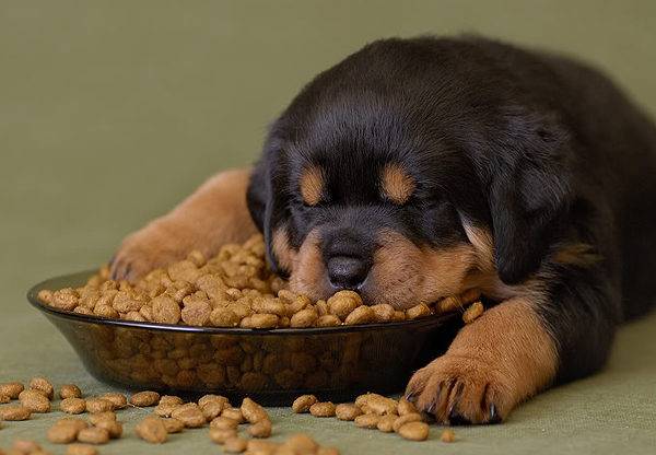 Kiek sauso maisto šuniui duoti