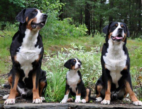 Didžioji Šveicarijos kalnų šunų šeima