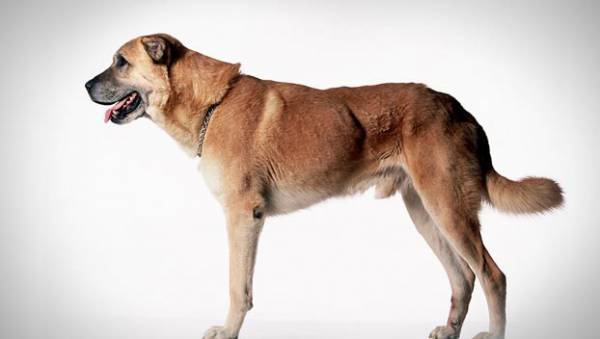 Anatolijos aviganis gražus šuo