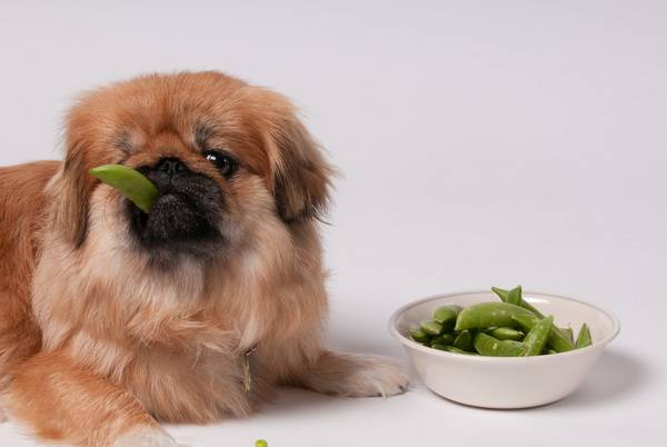 Baltymų dieta šunims