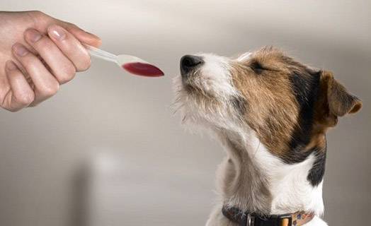Kaip suteikti šuniui skystą vaistą