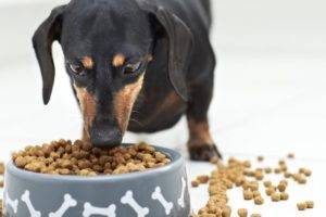 Kaip paversti šunį sausu maistu