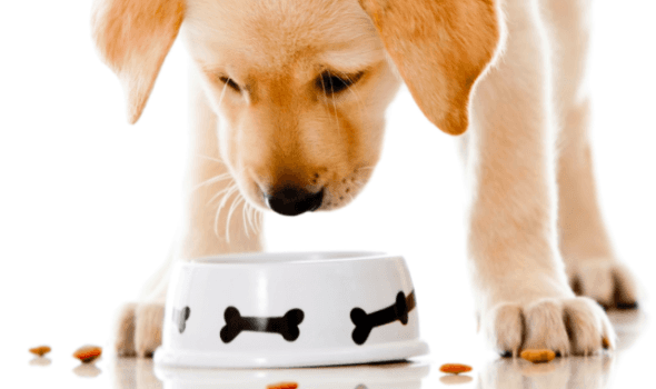 Kaip suprasti, kad sausas maistas kreipėsi į šunį