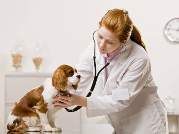 Gydymas šunų valgytojais