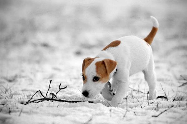 „Parson Russell Terrier“ žiemą