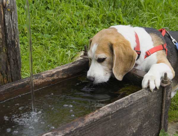 Šunų geriamasis vanduo