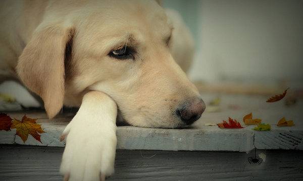 liūdnas ir mielas šuo