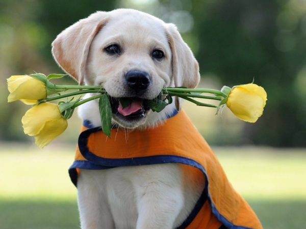 mažas šuo su gėlėmis