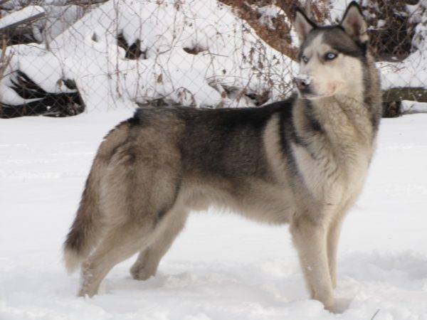 Sibiro Husky su vilkų spalva
