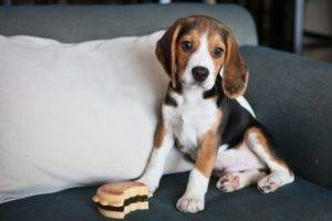 beagle ant sofos