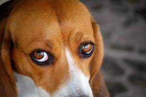 raudonos akys turi beagle