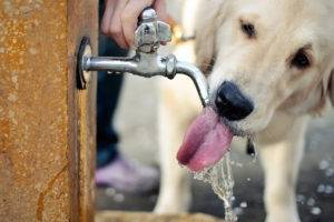 šuo geria vandenį