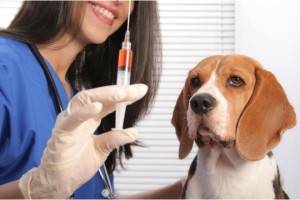 Vakcinacijos šunys