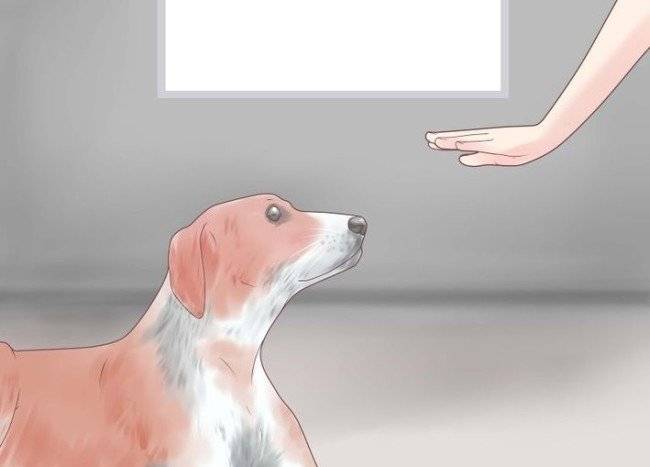 kaip nujunkyti šunį