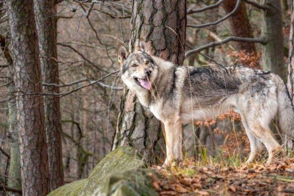 Čekoslovakijos vilkų šuo miške