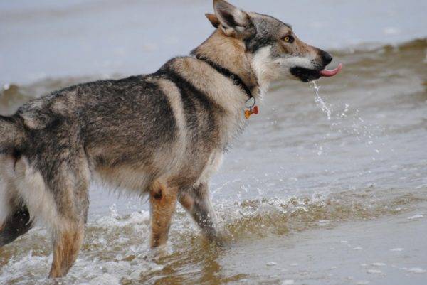 Čekoslovakijos vilko šuo vandenyje