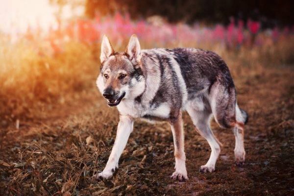 Čekoslovakijos vilkų šuo gražiame fone
