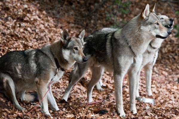 Trys Čekoslovakijos vilkų šunys