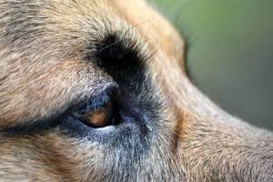 Šunų akių liga