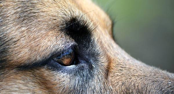 Šunų akių liga