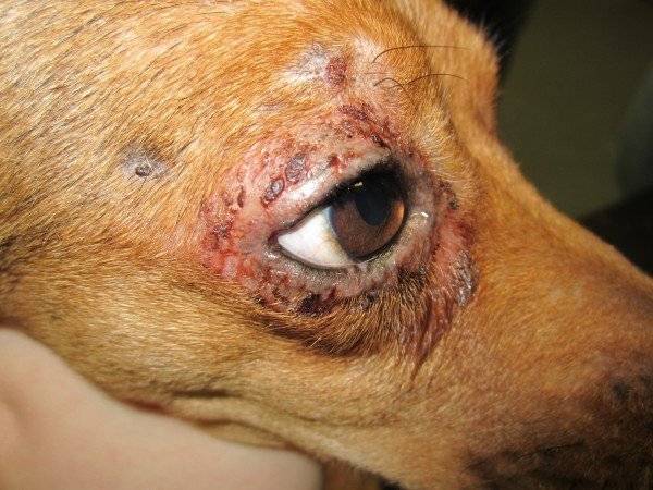 Dermatitas šunų akyse