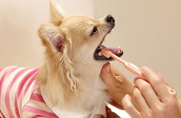 Kaip valyti šuns dantis