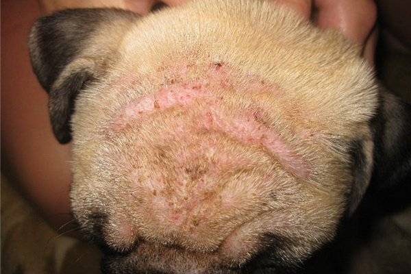 Šunų odos ligos, kurias sukelia erkės