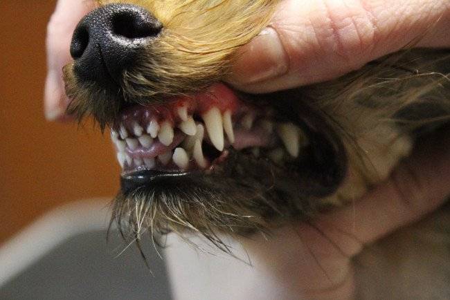 Šuns dantų amžiaus nustatymas
