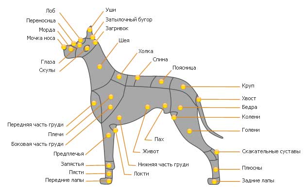 Šunų kūno struktūra