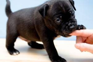 Kaip atimti šunų kramtymą