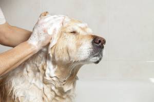Kaip plauti šunį