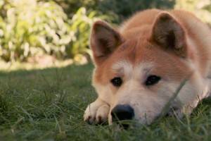 Hachiko - Akita Inu šunų veislė