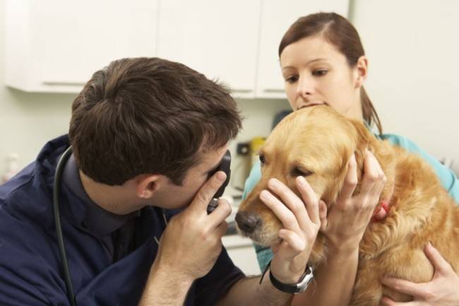 Padėkite veterinarijos gydytojui su akių ligomis šunims