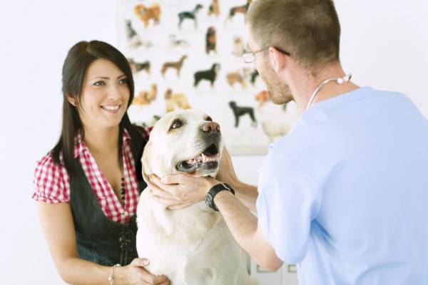 Šunų apsinuodijimo gydymas klinikoje