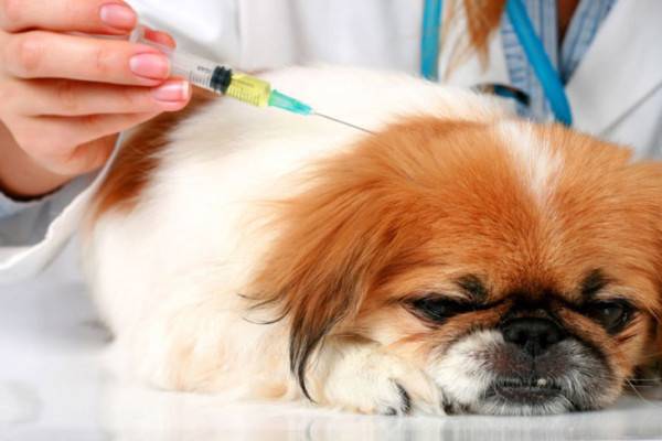 Diabeto gydymas šunims