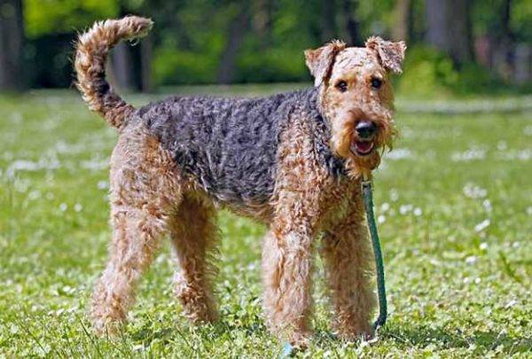 „airedale terrier“ stovi