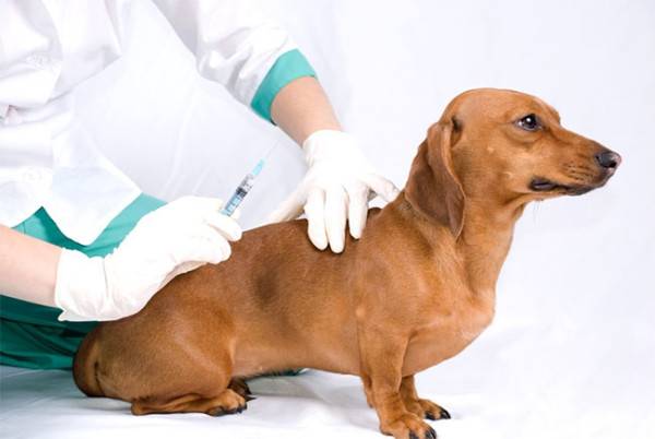 Insulino terapija šunims, sergantiems diabetu