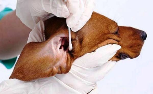 Šunų ausų priežiūra