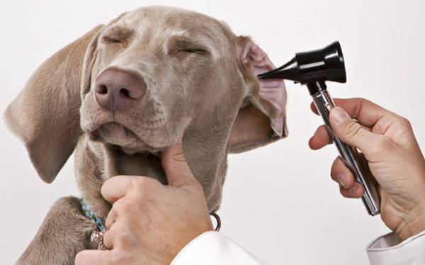 Kaip valyti šuns ausis