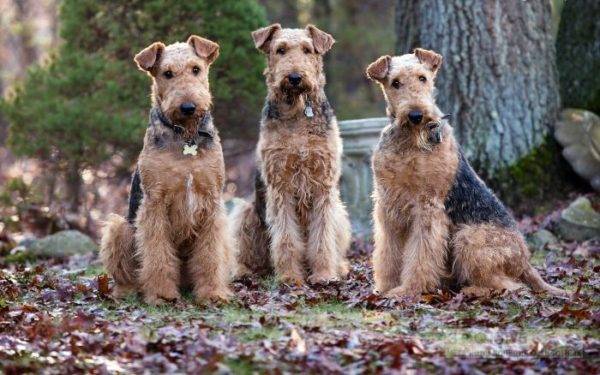 trys „airedale terrier“