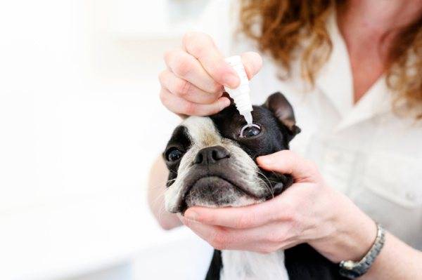 Šunų konjunktyvito gydymas